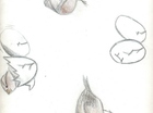 vogels