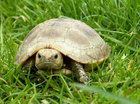 Schildpad