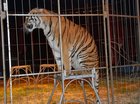 Circusdieren
