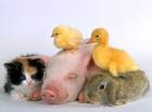Dieren