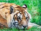Dieren