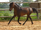 Eet geen paard
