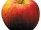 appel invasie