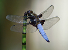 Libelle