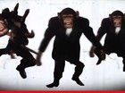 monkey sick